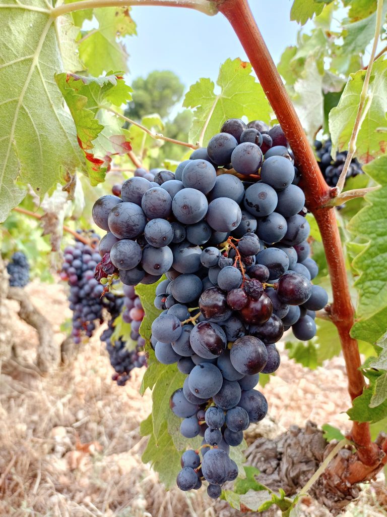 Raïm de Trepat madur al cep, Conca de Barberà