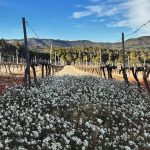 Visita a les vinyes del Celler Mas de la Creu